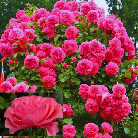 Róża pnąca różowa pełny kwiat